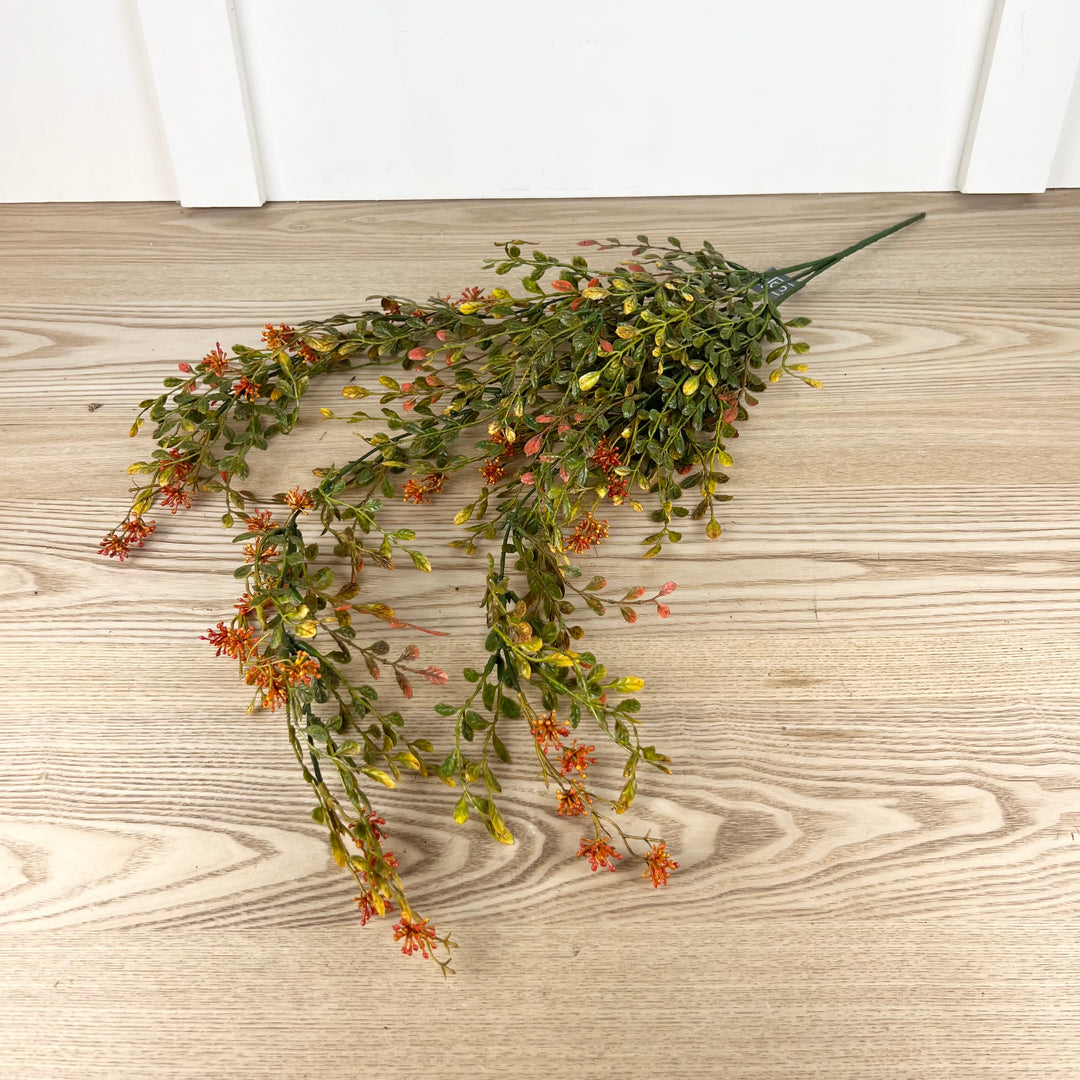 English Boxwood Berry Vine