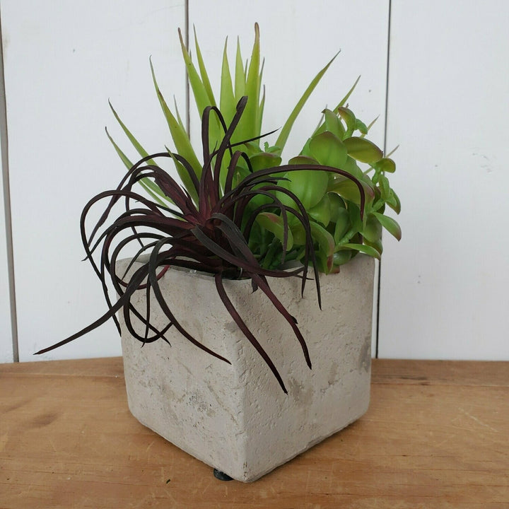 Air Plant, Burgundy
