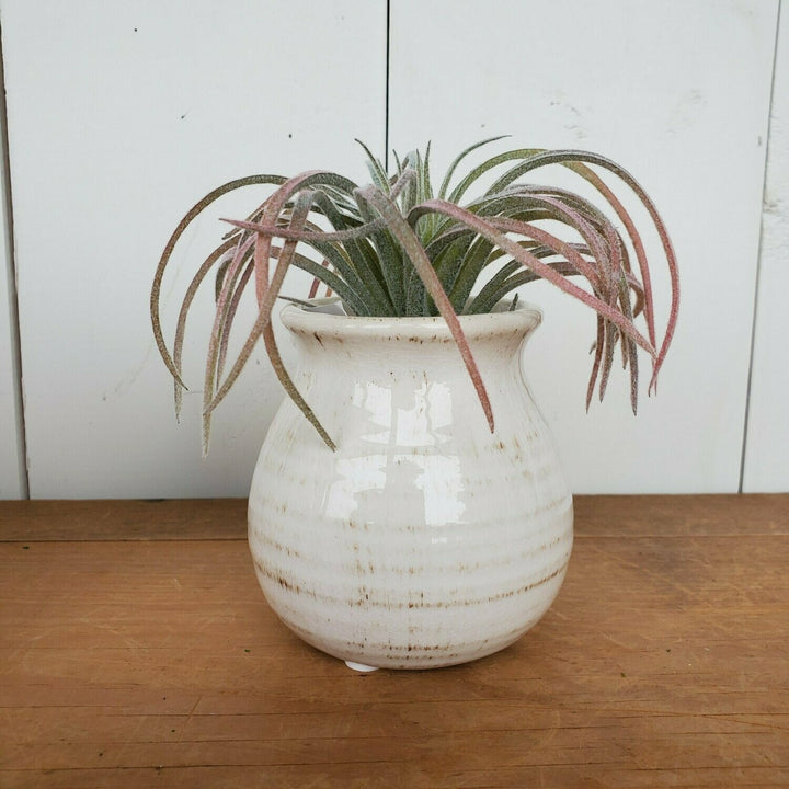 Air Plant, Pink and Green