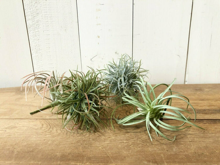 Air Plant, Pink and Green