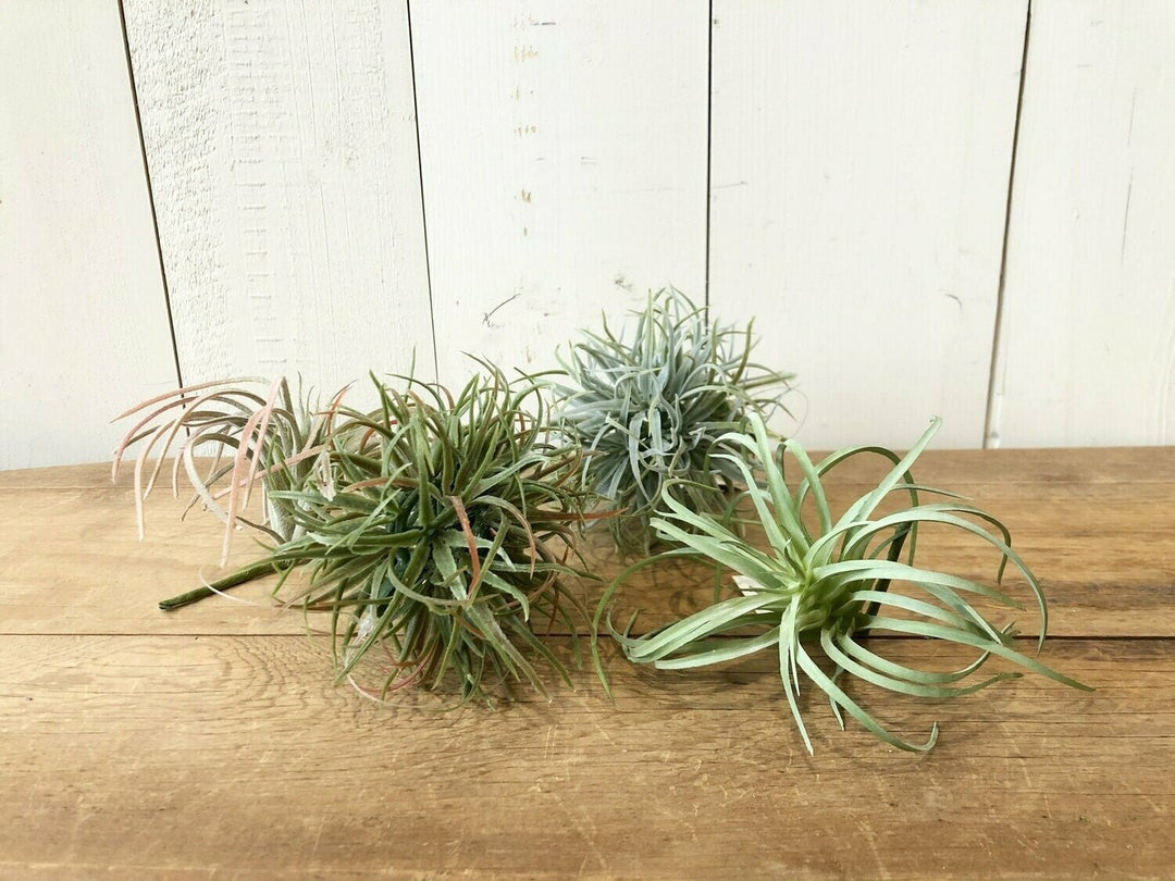 Air Plant, Light Green