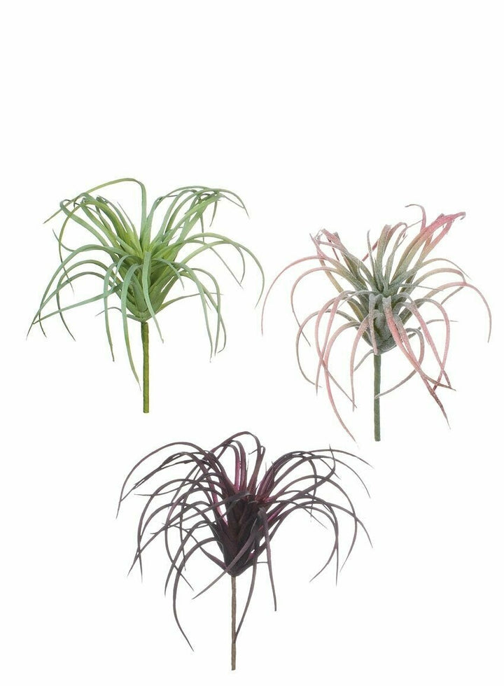 Air Plant, Light Green