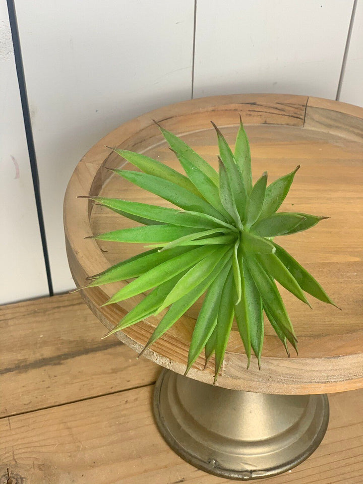 Marginata Succulent Stem