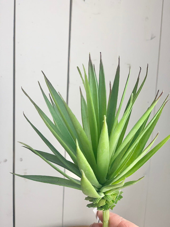 Marginata Succulent Stem