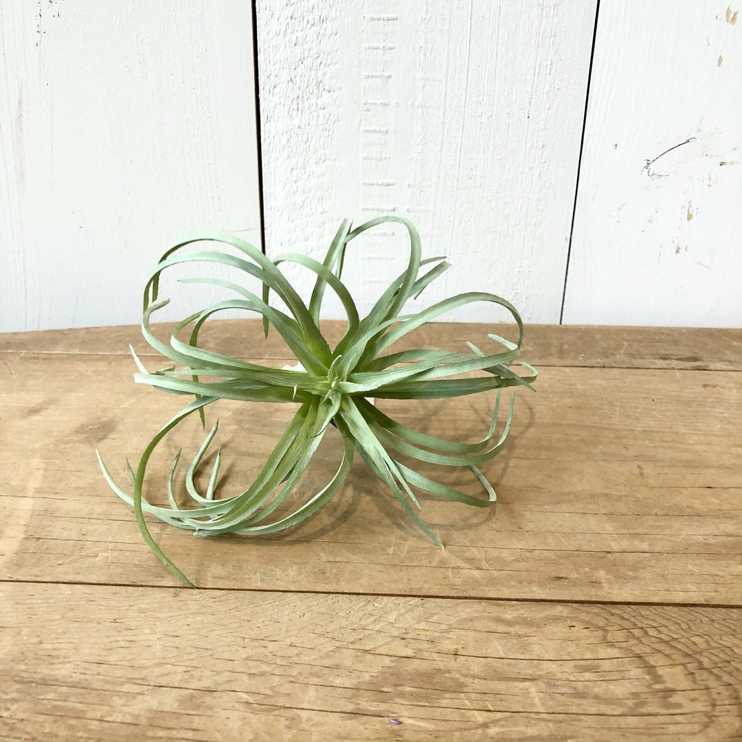 Air Plant, Light Green