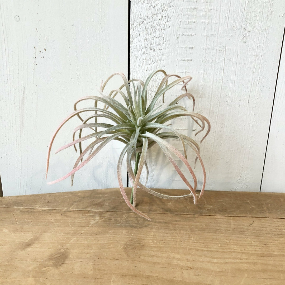 Air Plant, Pink and Green