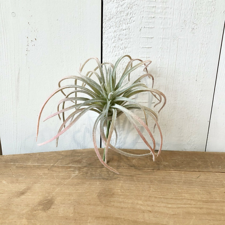 Air Plant, Pink and Green