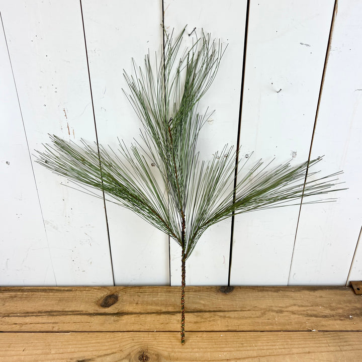 Long Needle Pine Stem