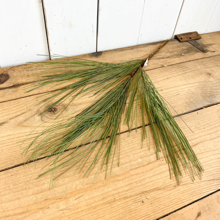 Long Needle Pine Stem