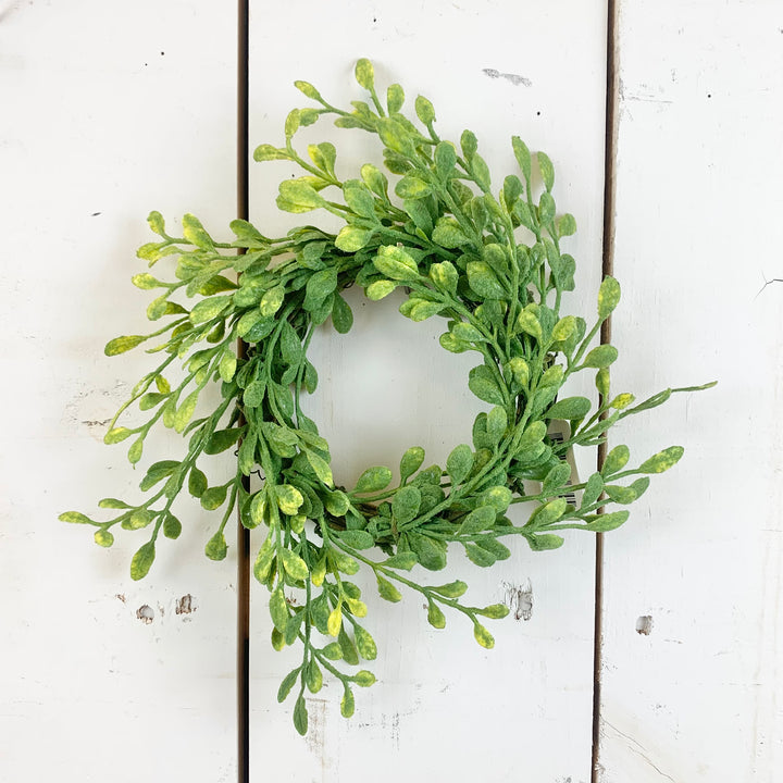 3" English Boxwood Candle Ring