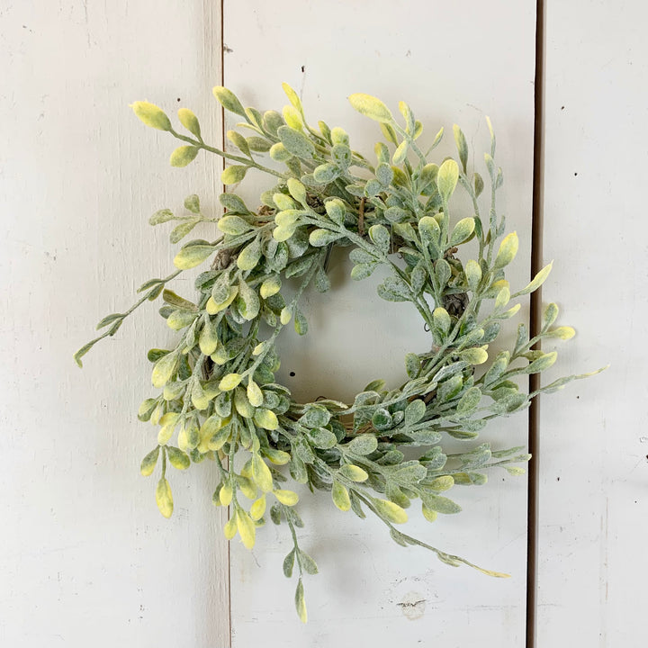 3" English Boxwood Candle Ring