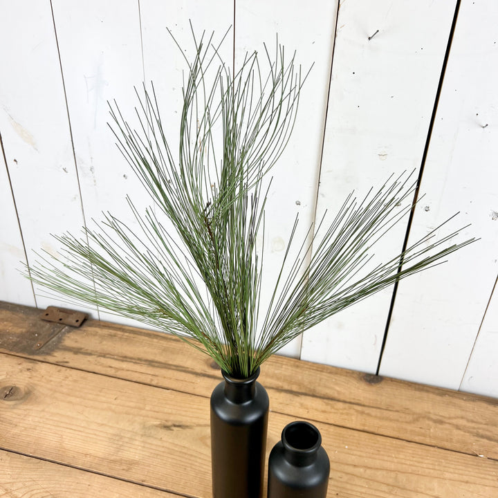 Long Needle Pine Stem