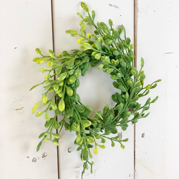 3" English Boxwood Candle Ring