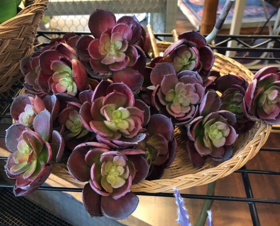 Bring Life to Any Room with Succulents