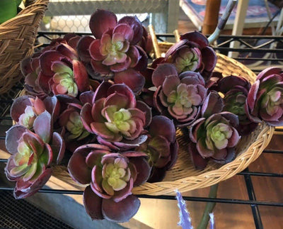 Bring Life to Any Room with Succulents