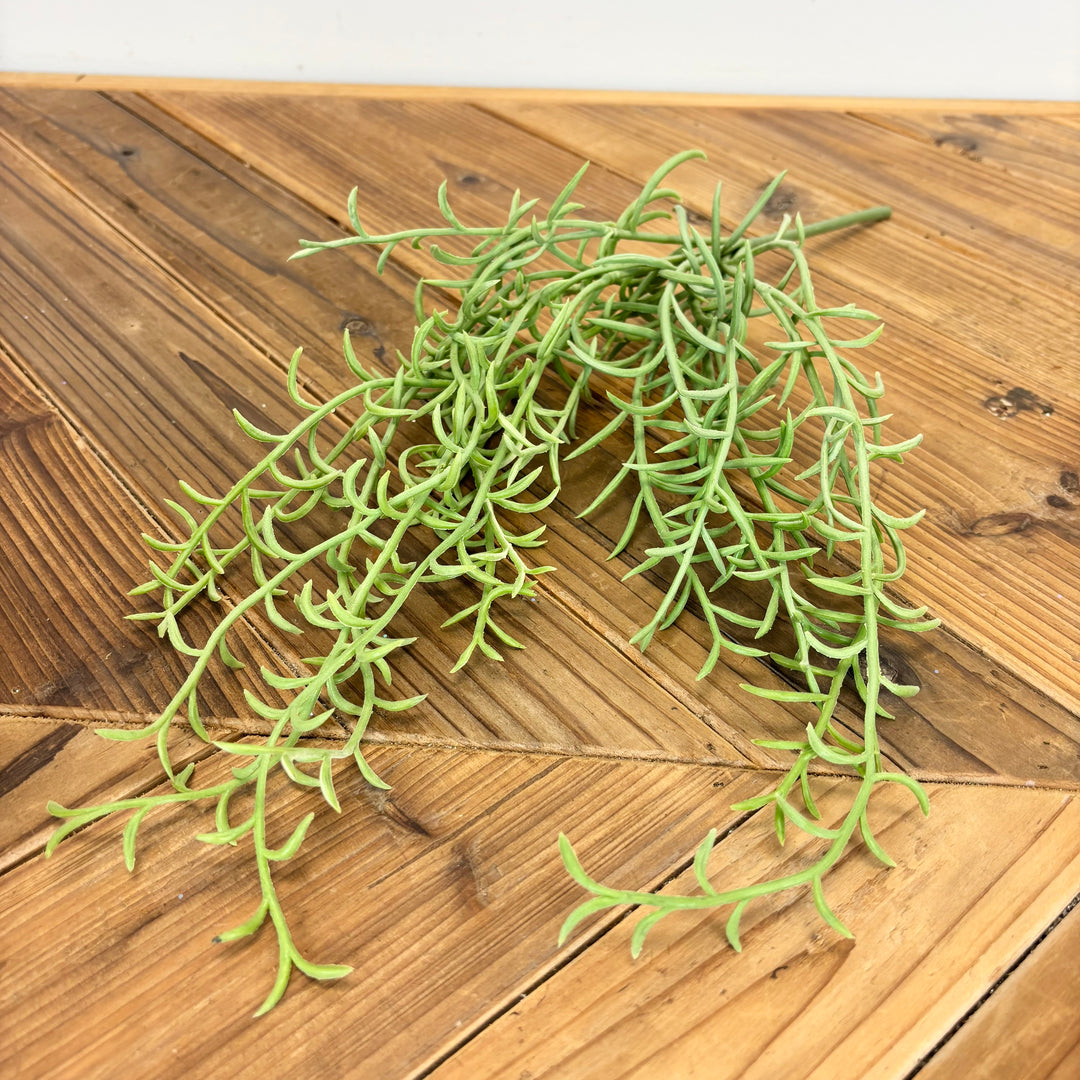 Senecio Hanging Bush