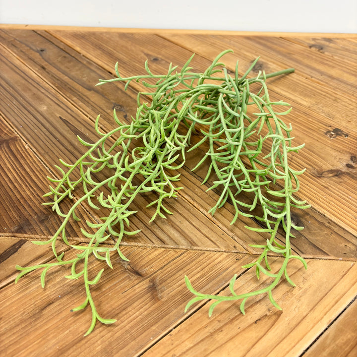 Senecio Hanging Bush