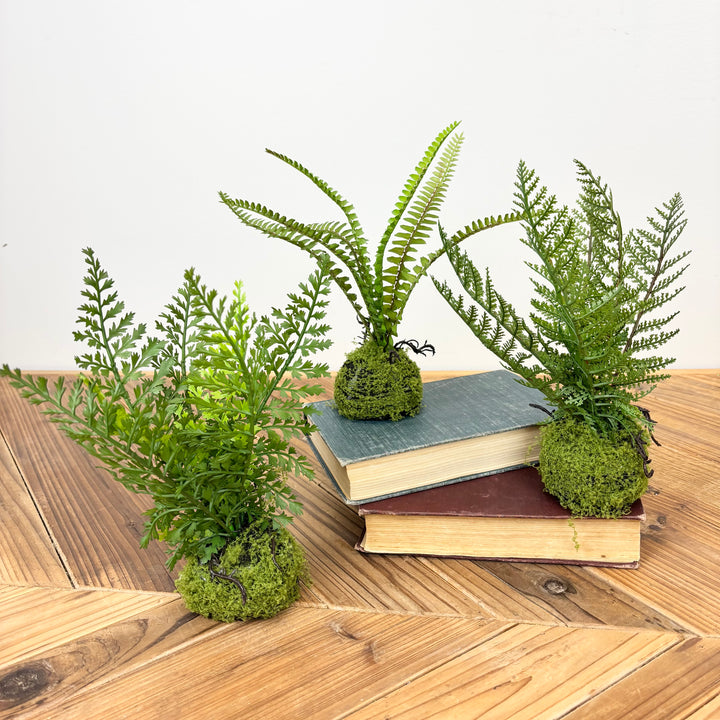 Small Fern with Mossy Base - 3 Styles