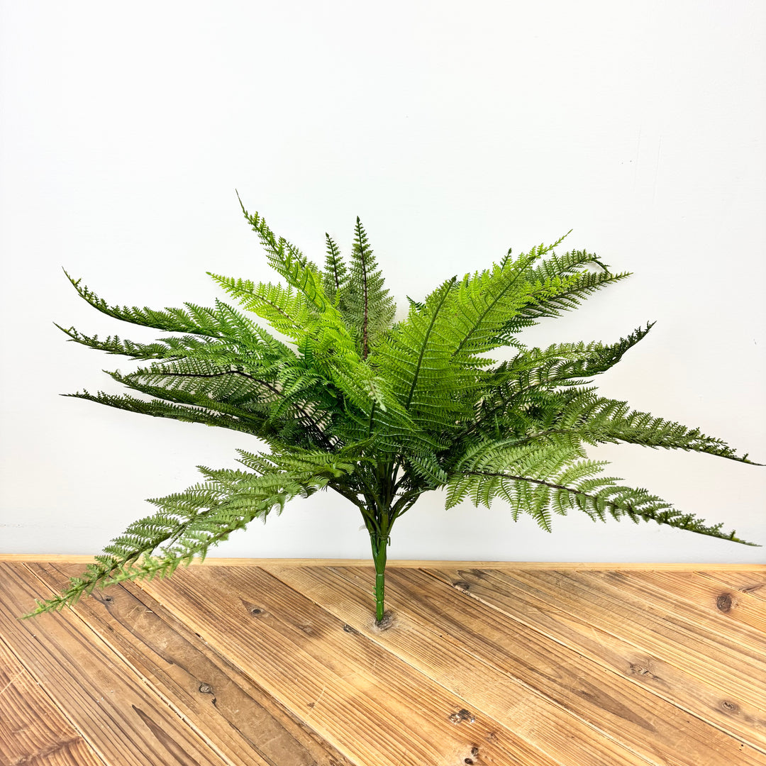 Fern