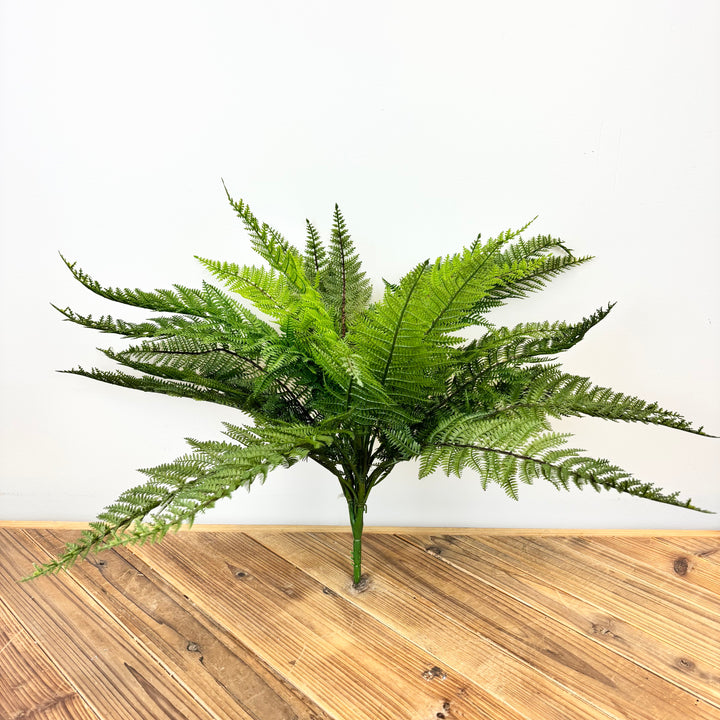 Fern