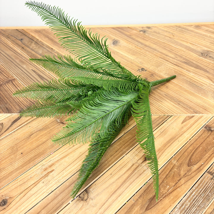 Feather Fern Bush