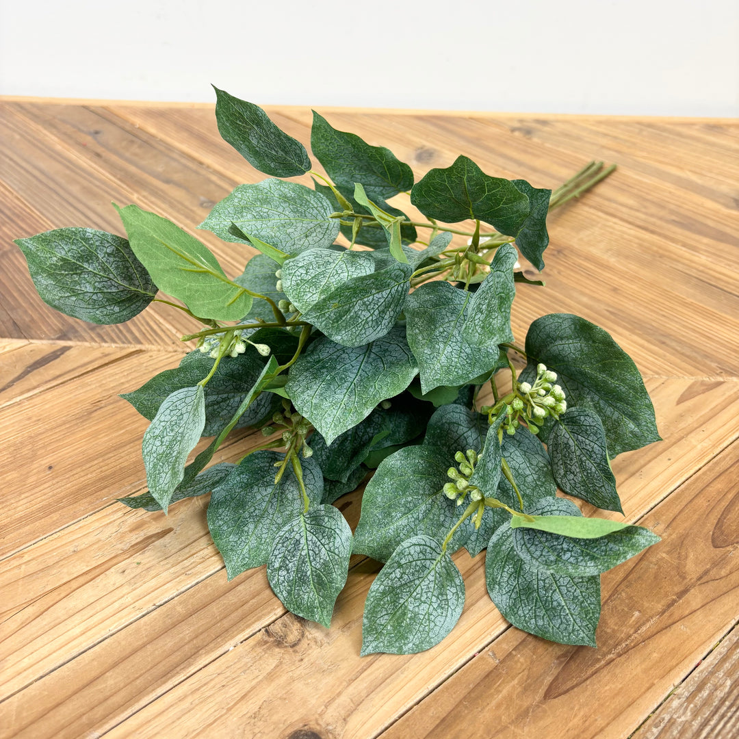 Seedling Beech Bundle