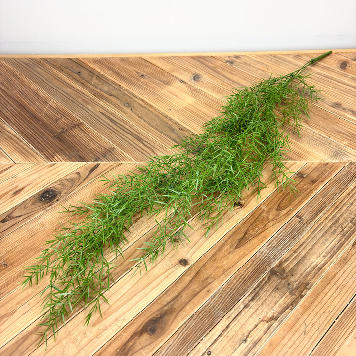 Springeri Fern Hanging Vine