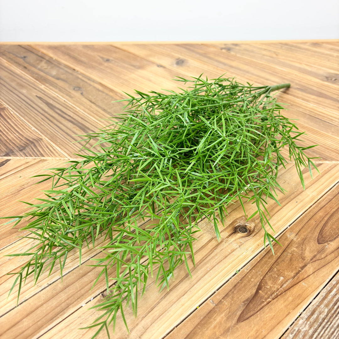 Springeri Fern Hanging Bush
