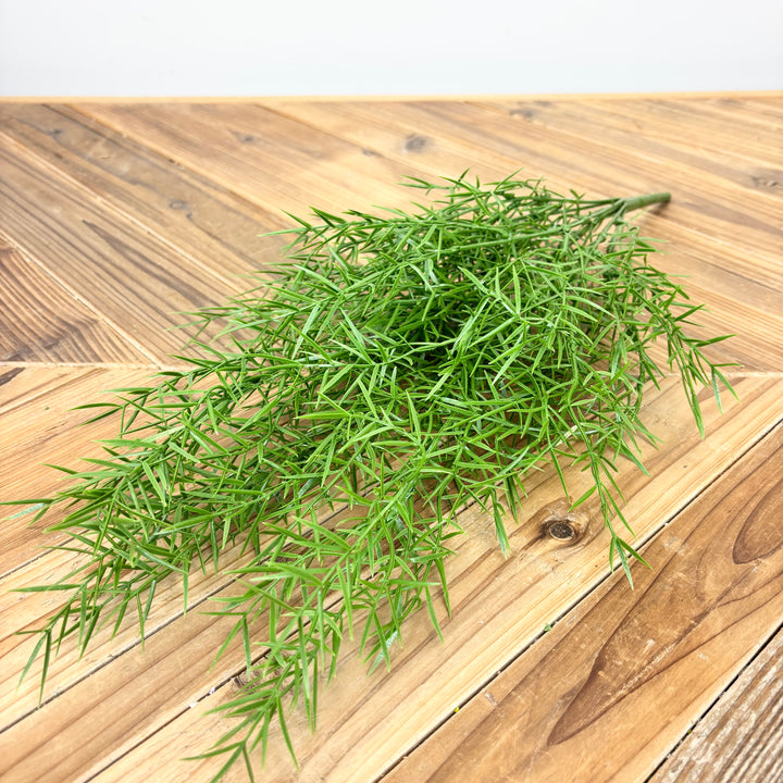 Springeri Fern Hanging Bush