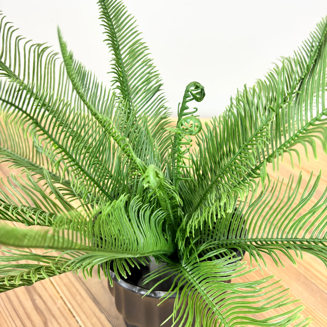 Feather Fern Bush