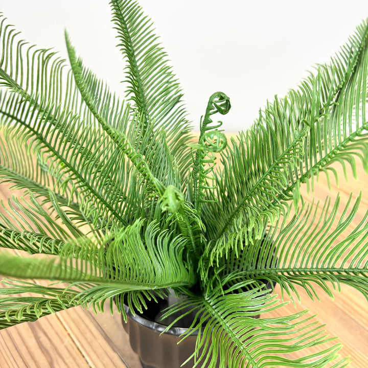 Feather Fern Bush