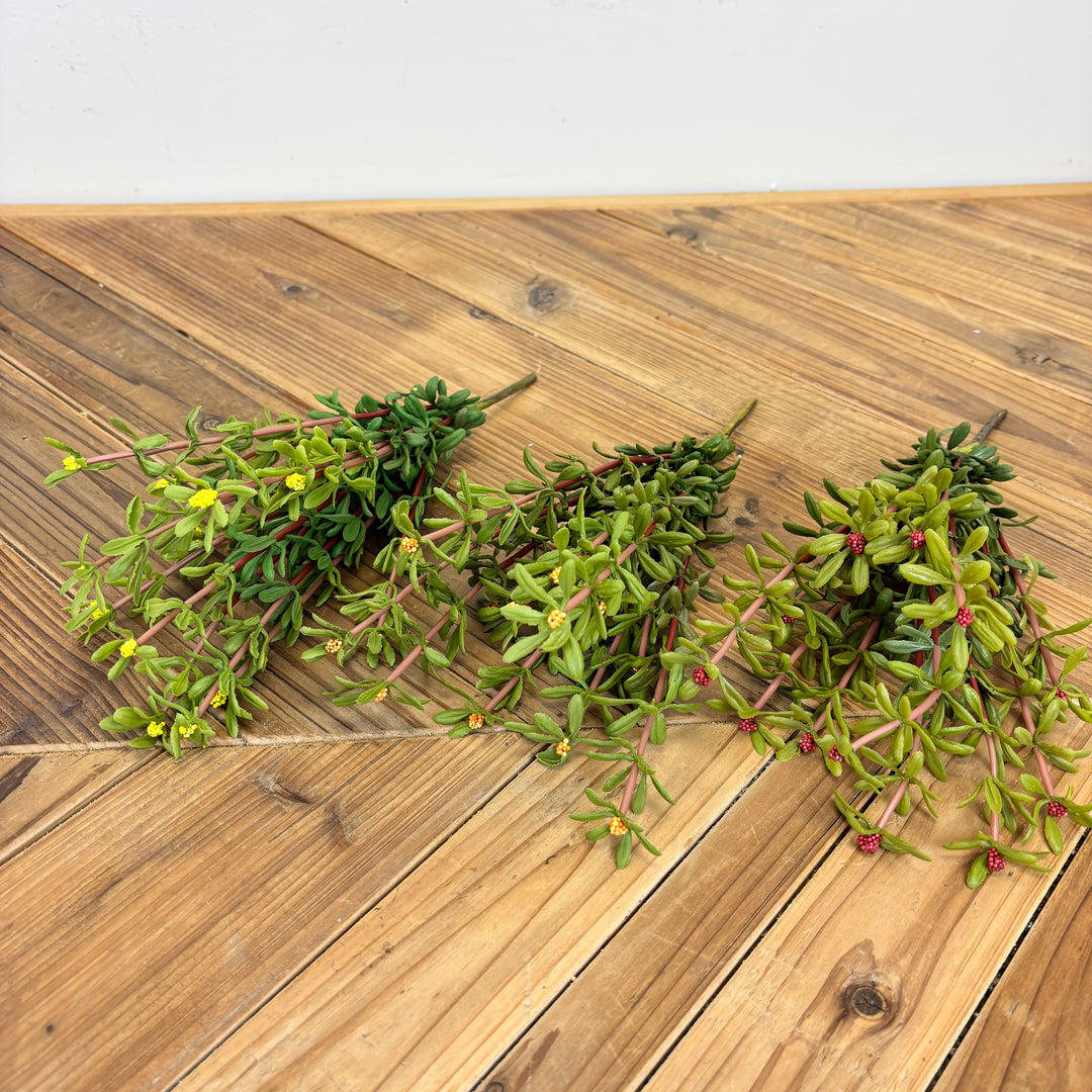 Purslane Bush - 3 Colors