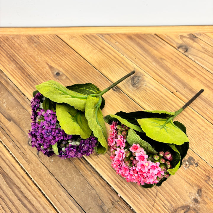 Kalanchoe Stem - 2 Colors