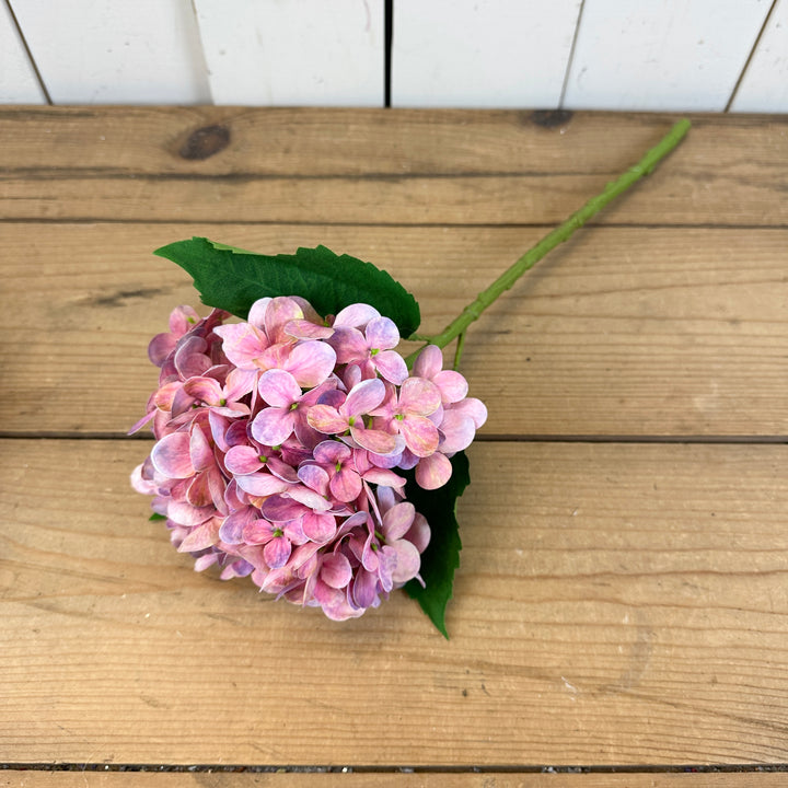 Tall Spring Hydrangeas