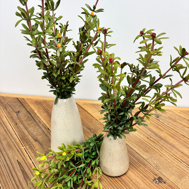 Purslane Bush - 3 Colors