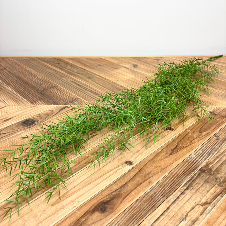 Springeri Fern Hanging Vine