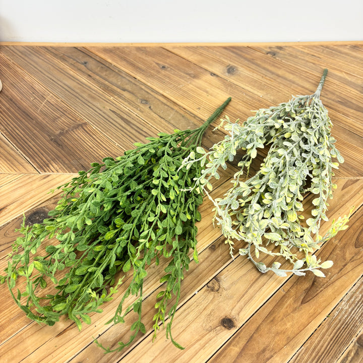 English Boxwood - 2 Colors