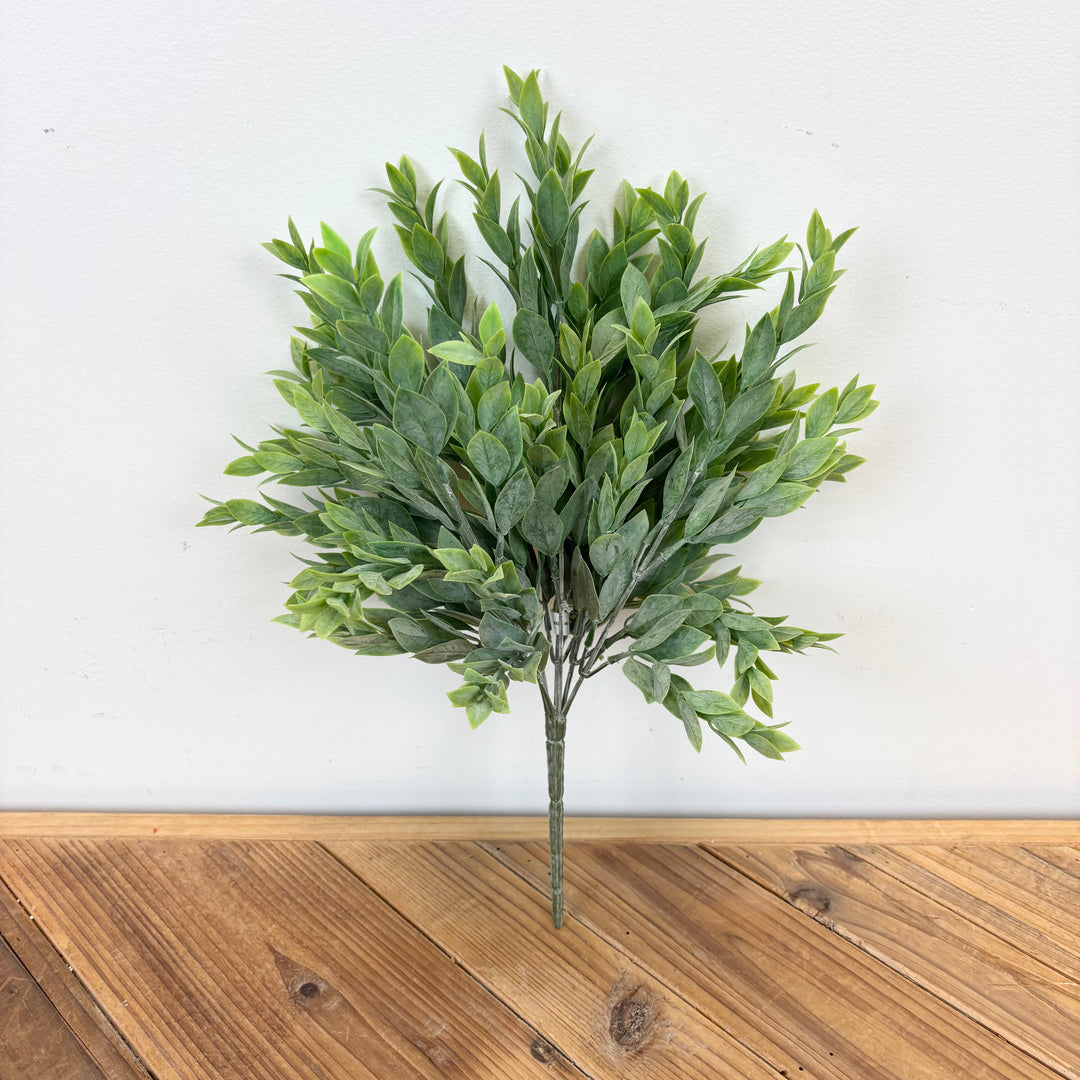 Ruscus Bush