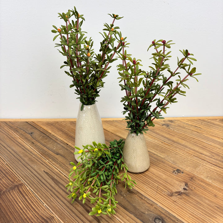 Purslane Bush - 3 Colors