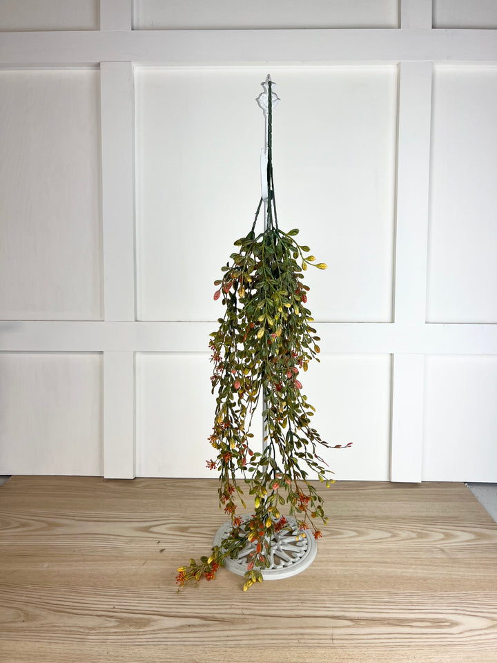 English Boxwood Berry Vine