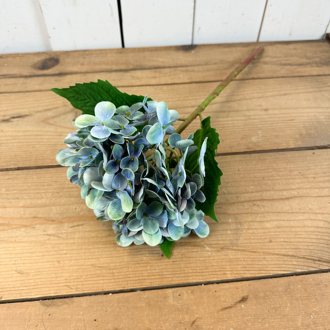 Tall Spring Hydrangeas