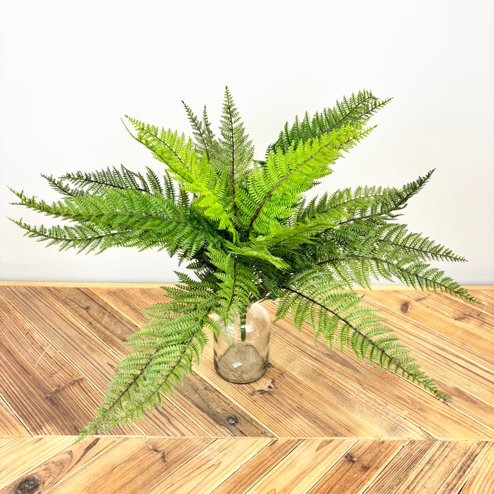 Fern
