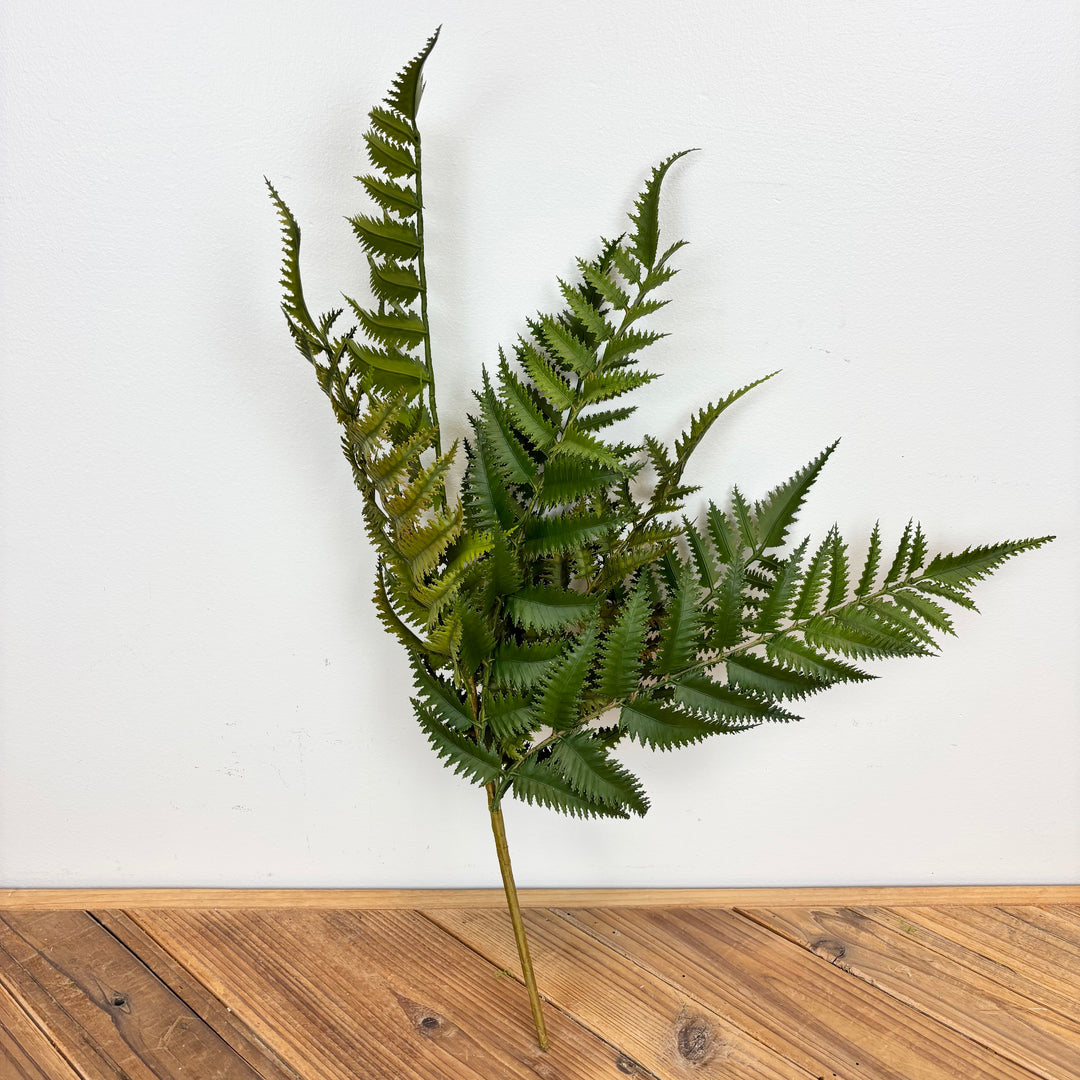 Fern Bush