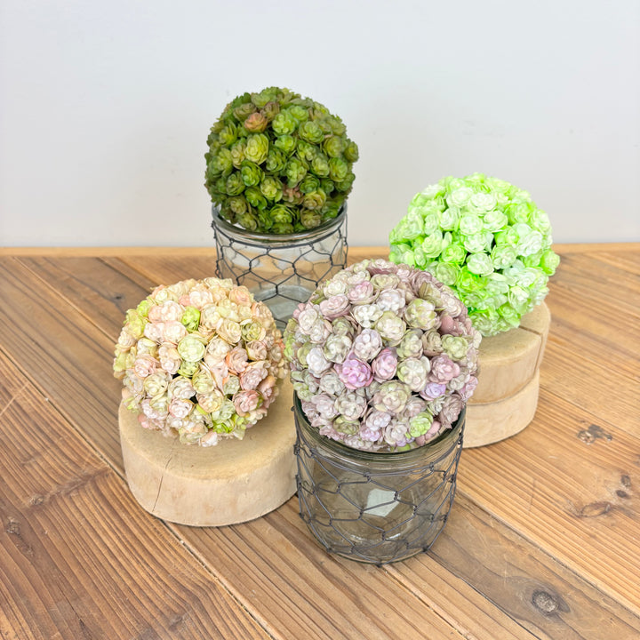 Succulent Orb - 4 Colors