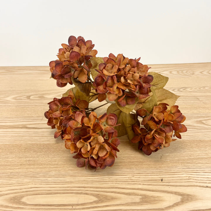 Orange/Brown Hydrangea Bush