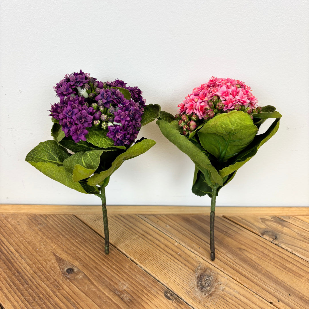 Kalanchoe Stem - 2 Colors