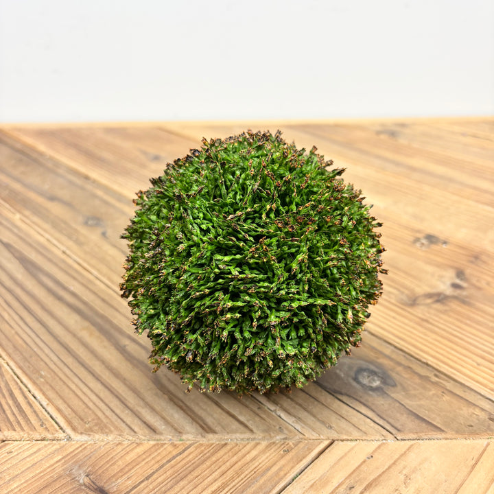 Sedum Orb