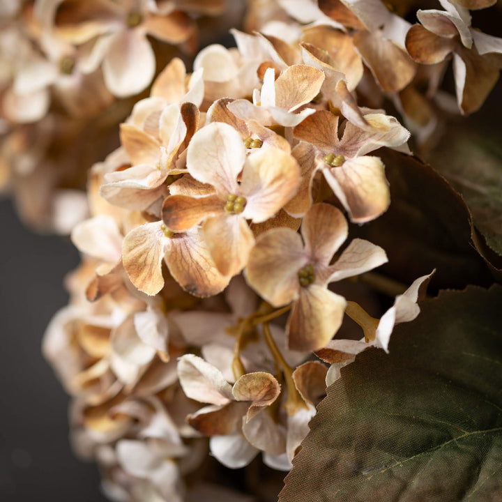 Hydrangea Bush - 3 Colors