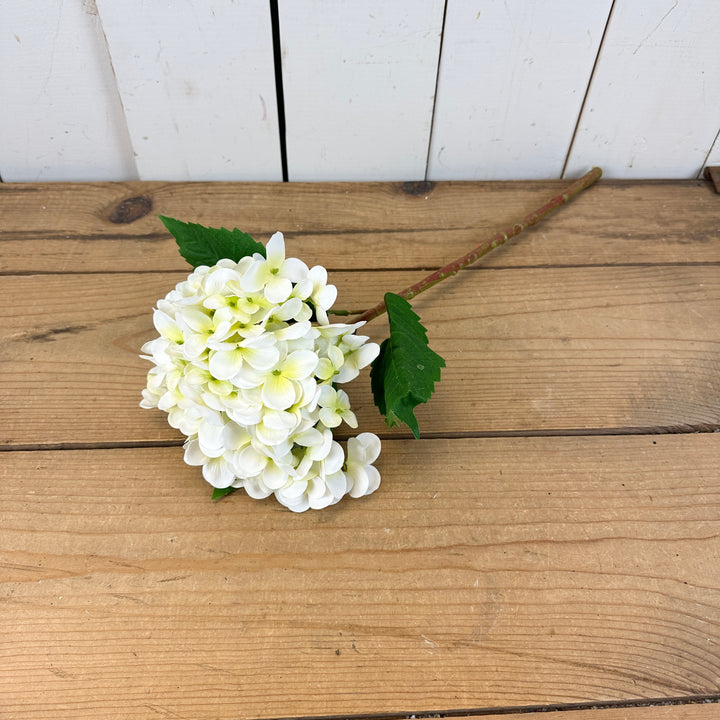 Tall Spring Hydrangeas