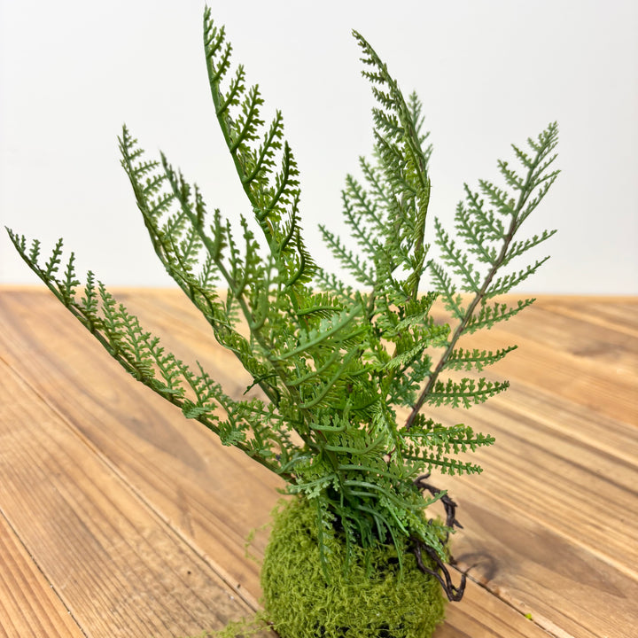 Small Fern with Mossy Base - 3 Styles